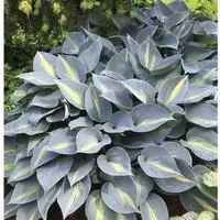 Funkie Grand Marquee - Hosta cultorum