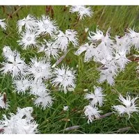 Sandnelke - Dianthus arenarius