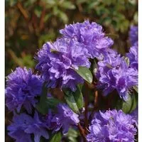 Wild - Rhododendron Aquamarin 25-30cm - Rhododendron augustinii