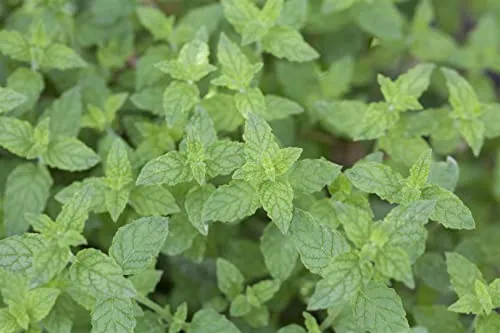 Mentha x piperita 'Multimentha' ca. 9x9 cm Topf - Pfefferminze, intensiv duftend, ideal für Tee und Küche, bienenfreundlich, pflegeleicht