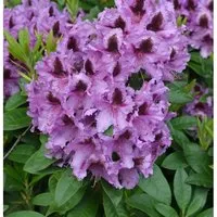 INKARHO - Großblumige Rhododendron Rhododendronpark Graal-Müritz 30-40cm - Alpenrose