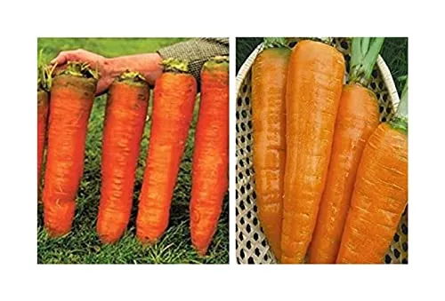 Stk - 20x Riesen F1 Russische Karotten Möhren Gemüse Pflanzen - Samen A278 - Seeds & Plants Shop by Ipsa