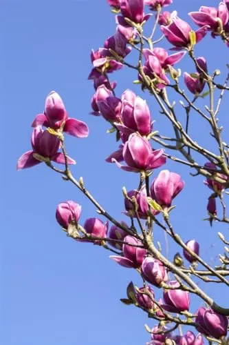 Magnolia liliiflora 'Nigra', Purpur-Magnolie, 40–60 cm - Blumen & Stauden, auffallende purpurrote Blüten und duftende Blüten im Frühling machen diese Magnolie zu einem exotischen Highlight für jeden Garten.