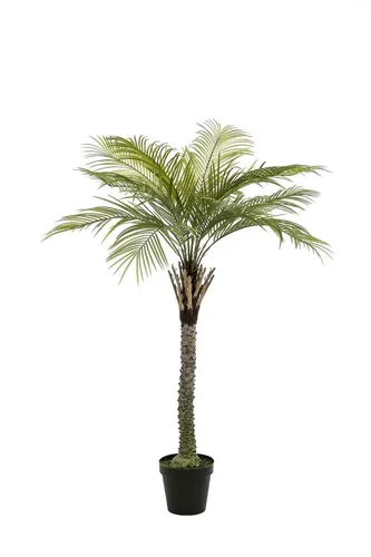 artplants Kunst Kokospalme Bolon, 260cm - Künstliche Kokospalme mit einer Höhe von 260 cm, ideal für die Gestaltung von Innenräumen. Robust und pflegeleicht, bringt sie tropisches Flair in Ihr Zuhause.