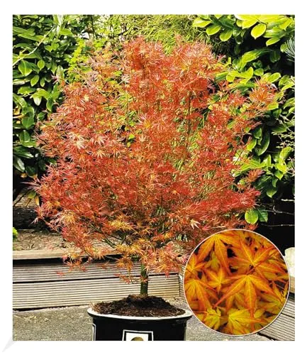 BALDUR Garten Japanischer Ahorn 'Katsura' - spektakuläre Farben für Ihren Garten - Baumsamen & -pflanzen, niedrig bleibende Ahorn-Rarität mit beeindruckendem Orange-Ton im Frühjahr, winterhart und pflegeleicht.