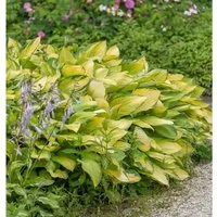 Funkie June Fever - Hosta cultorum
