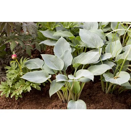 Hosta x tardiana 'Halcyon' - Graublaue Garten-Funkie 'Halcyon' - 11cm Topf