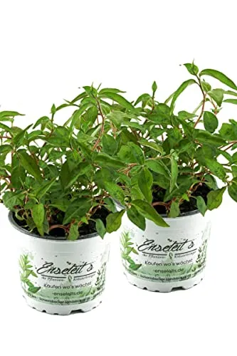 2x Vietnam-Koriander Pflanze - Frisch aus der Gärtnerei - Aromatische Korianderpflanze für die Asia-Küche. Ideal zum Würzen und für frische Gerichte. Mehrjährig und pflegeleicht, mit voller Sonne als Standort.