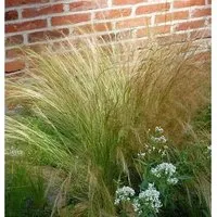 Engelshaargras Ponytails - Stipa tenuissima