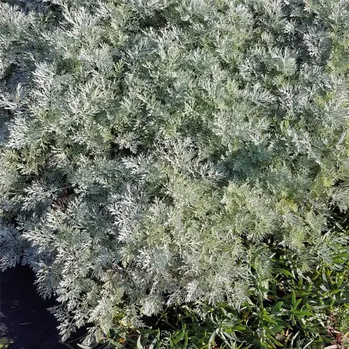 Artemisia arborescens 'Powis Castle' - Halbstrauchiger Garten-Wermut 'Powis Castle' - 9cm Topf