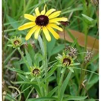 Missouri Sonnenhut - Rudbeckia missouriensis