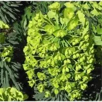 Palisaden Wolfsmilch Humpty Dumpty - Euphorbia characias
