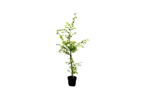 Pflanzen für Dich Baum Carpinus betulus, 1 St., Hainbuche, Weißbuche, dichtwachsend, schnittverträglich