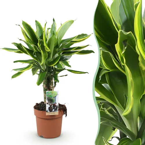 Dracaena fragrans Golden Coast - Pflegeleichter Drachenbaum - 50-55cm - Zimmerpflanze - Die Dracaena fragrans 'Golden Coast' bringt tropisches Flair in Ihr Zuhause. Mit eleganten, zweifarbigen Blättern und einer Höhe von 50-55 cm ist sie ideal für jeden Raum. Pflegeleicht und robust – perfekt für Anfänger!