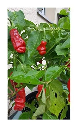 Stk - 5x Peter Pepper Red Chili Garten Gemüse Pflanzen - Samen PW208 - Seeds & Plants Shop by Ipsa