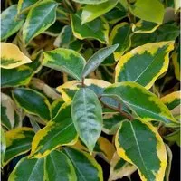 Wintergrüne Ölweide Viveleg 40-60cm - Elaeagnus ebbingei