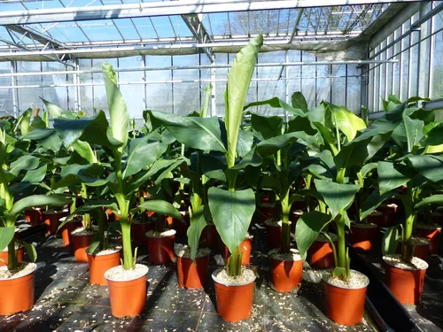 Musa Basjoo Bananenstaude 80-100 cm - winterhart und pflegeleicht - Baumsamen & -pflanzen, ideal für exotische Gärten und winterhart, bringt tropisches Flair in Ihren Garten.