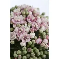Viburnum tinus 'Eve Price' - Immergrüner Lorbeer-Schneeball - Immergrün mit weißen Blüten, die von Winter bis Frühling blühen. Ideal für Hecken und Kübel, pflegeleicht und winterhart bis -10 °C.