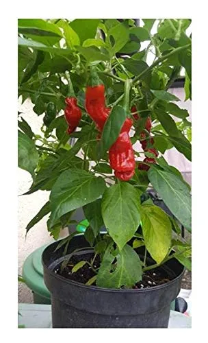 Stk - 40x Penis Chili Peter Pepper rote Scharfe Gemüse Pflanzen - Samen A17 - Seeds & Plants Shop by Ipsa