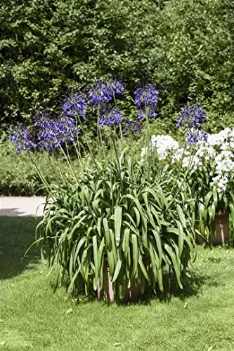 Agapanthus africanus 9x9 cm Topf – Pflegeleichte Afrikanische Schmucklilie für Balkon & Terrasse - Die mehrjährige Afrikanische Schmucklilie begeistert mit blauen Blütendolden und schmalem Laub. Ideal für Kübel und als Zierpflanze. Pflegeleicht und robust, bringt sie mediterranes Flair in jeden Garten. Sonnig bis halbschattig.