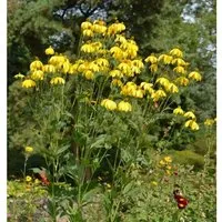 Fallschirm Rudbeckia Herbstsonne - Rudbeckia nitida