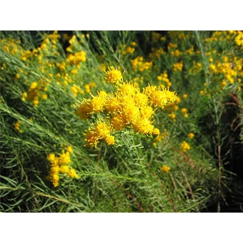 Aster linosyris - Goldhaar-Aster - 9cm Topf