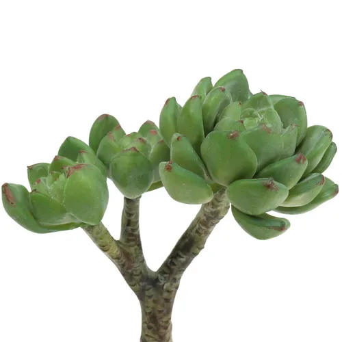 Sukkulente Echeveria künstlich Grün Deko Pflanze 15cm realistisch