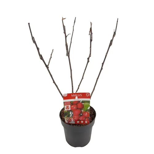 Apfelbaum - Apfel - Malus 'Appletini' - Ø13cm - 10cm