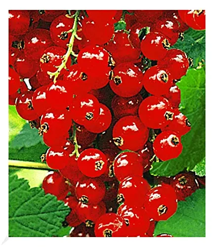 BALDUR Garten Johannisbeeren 'Rote Rovada', 1 Strauch, Ribes rubrum Johannisbeerstrauch Beerenobst winterhart, mehrjährig, pflegeleicht, reiche Ernte an essbaren Früchten