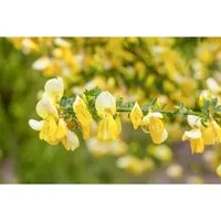 Cytisus kewensis 'Niki' Besenginster - Pflanzensamen, immergrün mit leuchtend gelben Blüten von April bis Juni, pflegeleicht und ideal für farbenfrohe Gärten das ganze Jahr über.