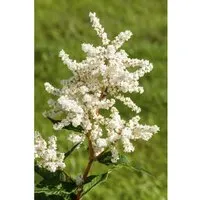 Astilbe Japonica Deutschland Prachtspiere Ca. 9x9 cm Topf
