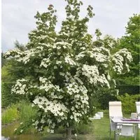 Asiatische Blüten Hartriegel National 60-80cm - Cornus kousa - Sträucher mit übergroßen weißen Blüten, die sich rosa verfärben. Ideal für sonnige bis halbschattige Standorte, pflegeleicht und winterhart nach Anwuchs.