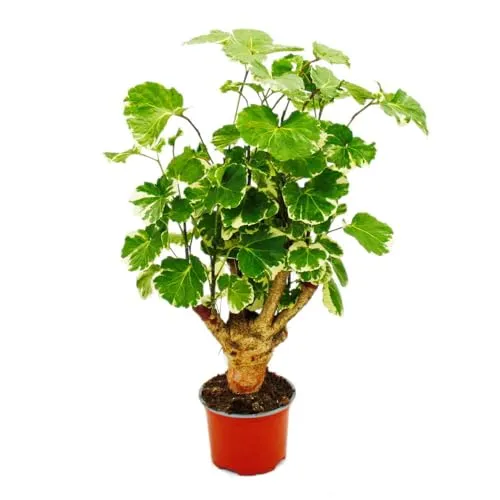 Exotenherz Fiederaralie Polyscias balfouriana 12cm - Zimmerpflanze mit üppigem Blattwerk, pflegeleicht und ideal für helle Räume. Bringt exotische Eleganz und Ruhe in dein Zuhause!