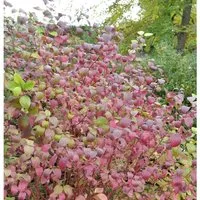 Roter Hartriegel Winter Beauty 40-60cm - Sträucher mit leuchtend rot-orangen Zweigen, die im Winter auffallen. Ideal für jeden Garten und pflegeleicht, bringt Farbe in jede Jahreszeit.