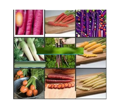 Stk - 40x 9 verschiedene Sorten Karotten Mix Gemüse Pflanzen - Samen A102 - Seeds & Plants Shop by Ipsa