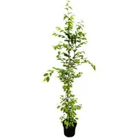 Carpinus betulus 150-175 cm - Vielseitiges Laubgehölz - Die Hainbuche ist ideal für Garten und Landschaft. Robuste Heckenpflanze mit dichten Blättern, die im Herbst golden leuchten. Pflegeleicht und schnittverträglich, sorgt sie für eleganten Sichtschutz.