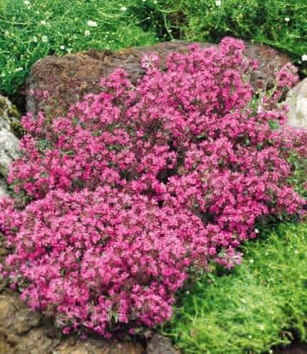 BALDUR Garten Winterharter Bodendecker-Thymian, 9x9 cm-Topf, 4-5 Pflanzen pro qm - Der winterharte Bodendecker-Thymian ist pflegeleicht und ideal für trockene Standorte. Mit einer Wuchshöhe von 5-10 cm bildet er dichte, duftende Polster und bereichert jeden Garten. Perfekt als Unterpflanzung für höhere Stauden!