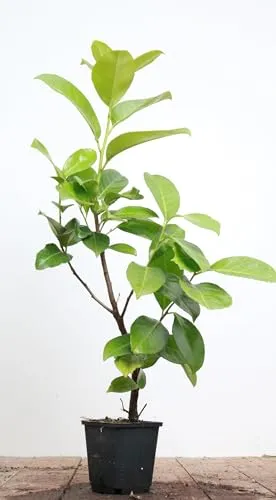 Prunus laurocerasus 'Rotundifolia' 40-60 cm – Winterhart, Immergrün, Pflegeleicht – Kirschlorbeer – Heckenpflanze für Garten & Sichtschutz