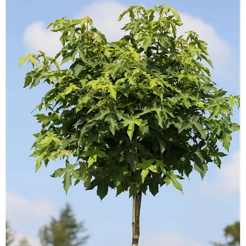 Hochstamm Kugel Amberbaum Gumball 60-80cm - Sträucher: Winterharte Gartenpflanze mit runder Wuchsform, ideal für sonnige Standorte und fördert das Wachstum durch natürliche Lebensräume.