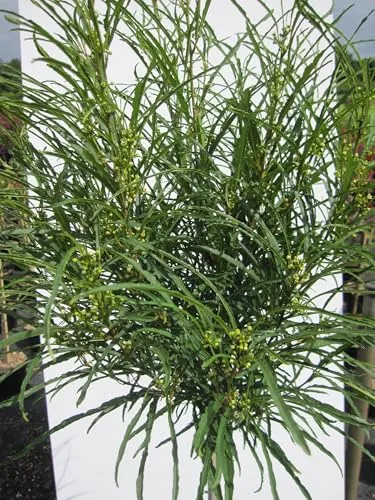 Hochstamm Farnblättriger Faulbaum Minaret - Rhamnus frangula - Stamm 80cm + Krone