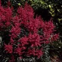 Prachtspiere Glut - Astilbe arendsii