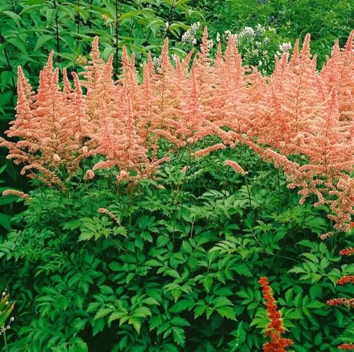 Astilbe x arendsii 'Anita Pfeifer' 9x9 cm Topf – Winterhart, Mehrjährig, Pflegeleicht – Prachtspiere – Staude für Beet & Schattenbeet