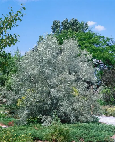 Schmalblättrige Ölweide Elaeagnus Angustifolia 100–150 cm - Robuste Sträucher mit silbrig-grauen Blättern und duftenden Blüten, ideal für Hecken und als Solitärpflanze. Pflegeleicht, trockenheitsresistent und winterhart.