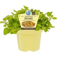 Blu Bio-Oregano Topf-Ø ca. 12 cm Origanum