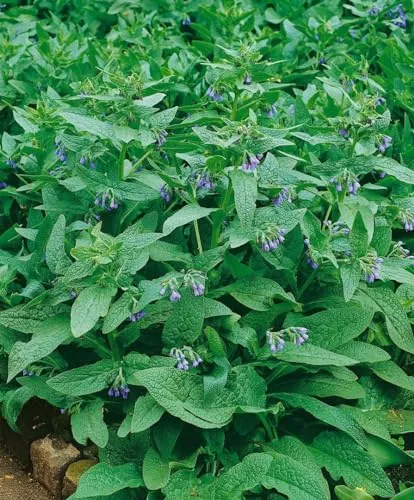 Symphytum azureum ca. 9x9 cm Topf - Blaues Beinwell, blaue Blüten, Blütezeit Mai-Juni, ideal für naturnahe Gärten, bienenfreundlich, pflegeleicht