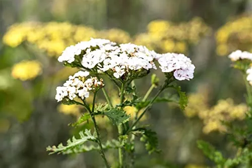 Achillea millefolium 'White Beauty' - Weiße Schafgarbe im 9x9 cm Topf - Elegante weiße Gartenstaude mit leuchtenden Blüten und feinem Laub. Ideal für pflegeleichte Beete und Kübel, harmoniert perfekt mit anderen Pflanzen. Robust und trockenheitsverträglich.