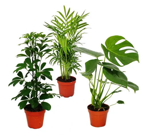 Exotenherz Zimmerpflanzen Set Grünes Trio - Weitere exotische Pflanzen - Bringen Sie mit unserem Set aus Chamaedorea, Monstera und Schefflera eine grüne Oase in Ihr Zuhause. Pflegeleicht und ideal für Anfänger!