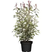 Photinia fraseri 'Red Robin' – Winterharte, immergrüne Heckenpflanze - Pflegeleichte Glanzmispel mit feuerrotem Austrieb und duftenden Blüten. Ideal für Sichtschutz und Vorgarten, auch für Kübel geeignet. Robust und schnellwachsend für ganzjährige Dekoration.