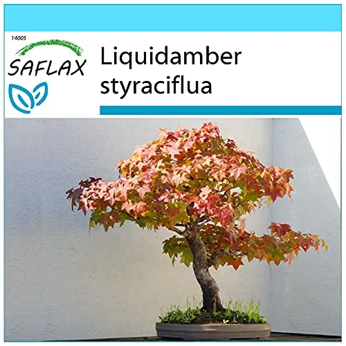 SAFLAX - Geschenk Set - Bonsai - Amerikanischer Amberbaum - 100 Samen - Mit Geschenk- / Versandbox, Versandaufkleber, Geschenkkarte und Anzuchtsubstrat - Liquidamber styraciflua