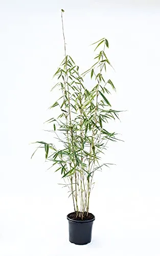 Zebrabambus Fargesia robusta Campbell - winterhart und schnell wachsend (80/100 cm) - Winterharter Zebrabambus ohne Wurzelausläufer, ideal für sonnige und halbschattige Standorte. Perfekt für Sichtschutz und Windschutz, mit einer Wuchshöhe von bis zu 5 Metern.